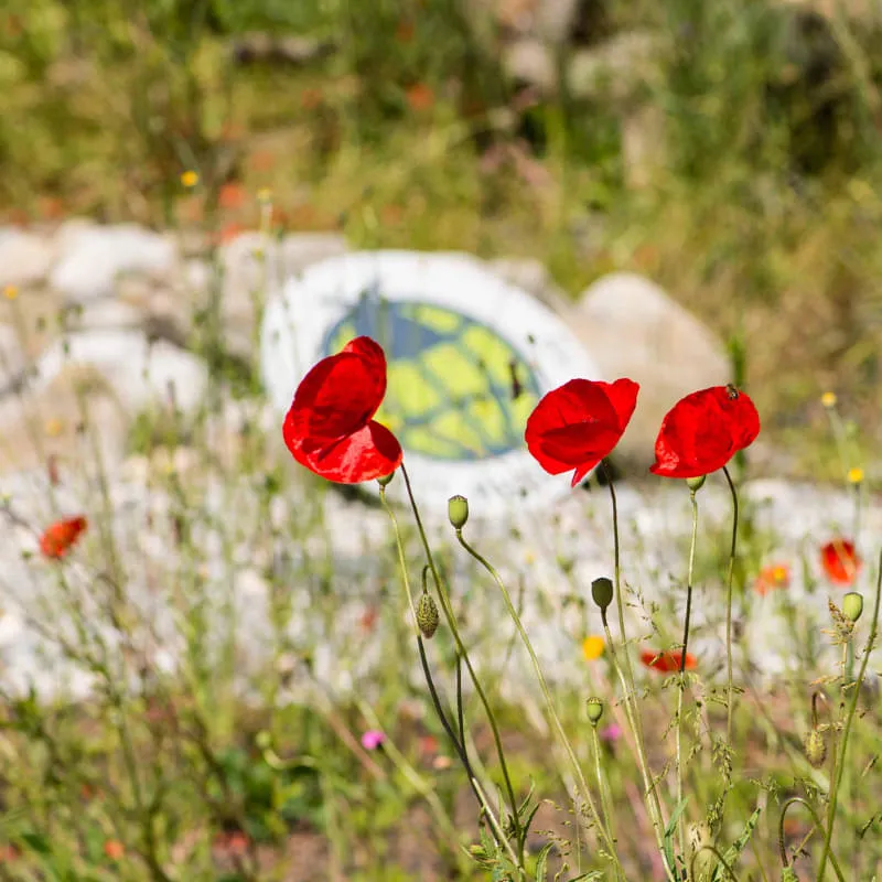 INSECT-RESPECT News Herbst