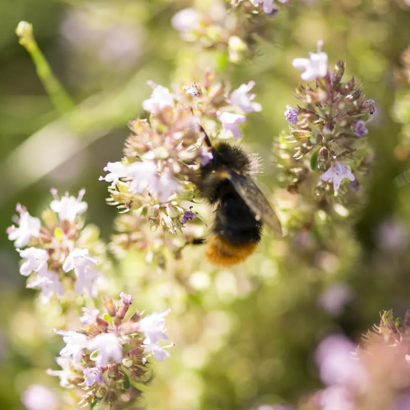 Monitoringuntersuchungen auf unseren Flächen
