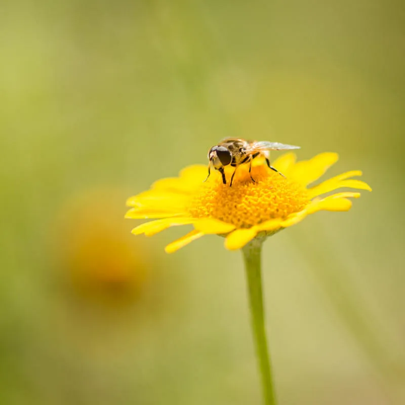 INSECT-RESPECT News Herbst 26
