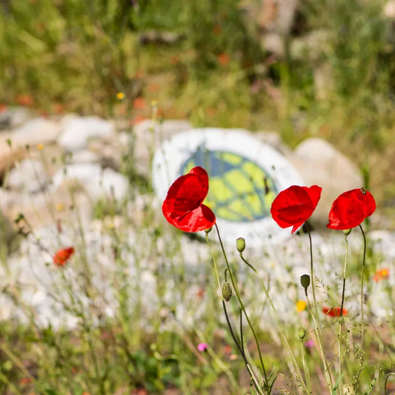 Projektmanager INSECT-RESPECT (CH) 60-100%