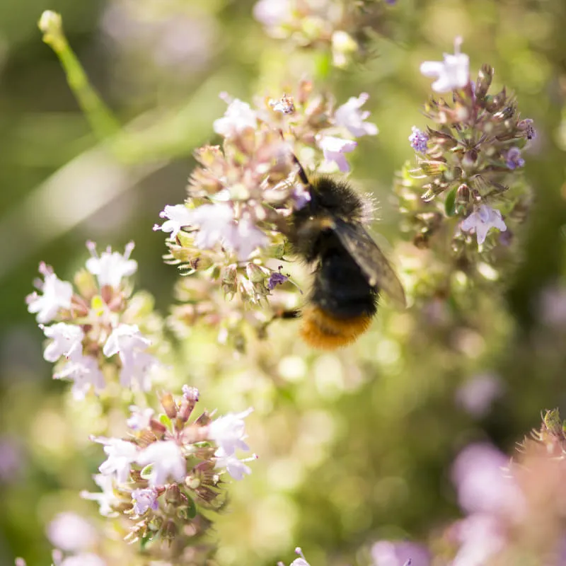 Einkäufer:in der Reckhaus KG (100%)