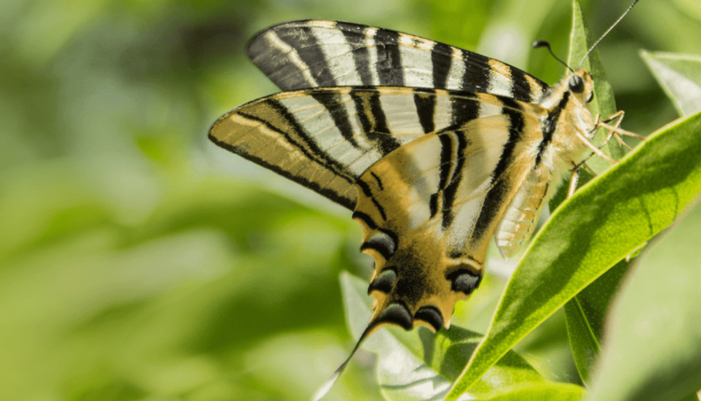 Die grüne Lösung bei Insektenschutz.   